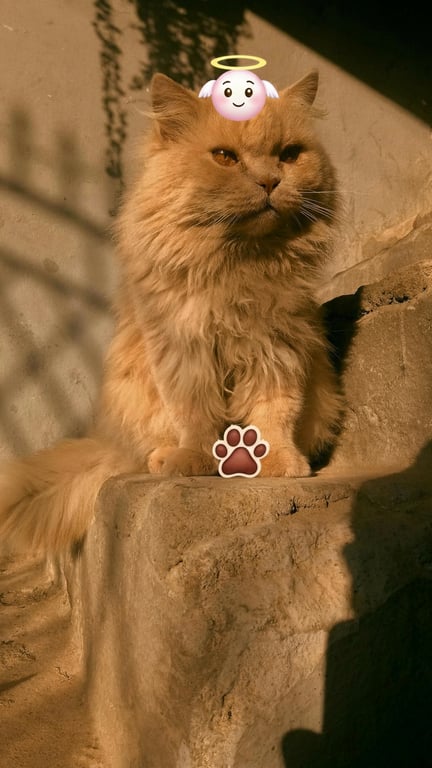 A pet photo with animal emojis playfully added: a 🐾 emoji next to its paw, a 🦴 emoji in its mouth, and a 😇 emoji above its head for a cute effect.