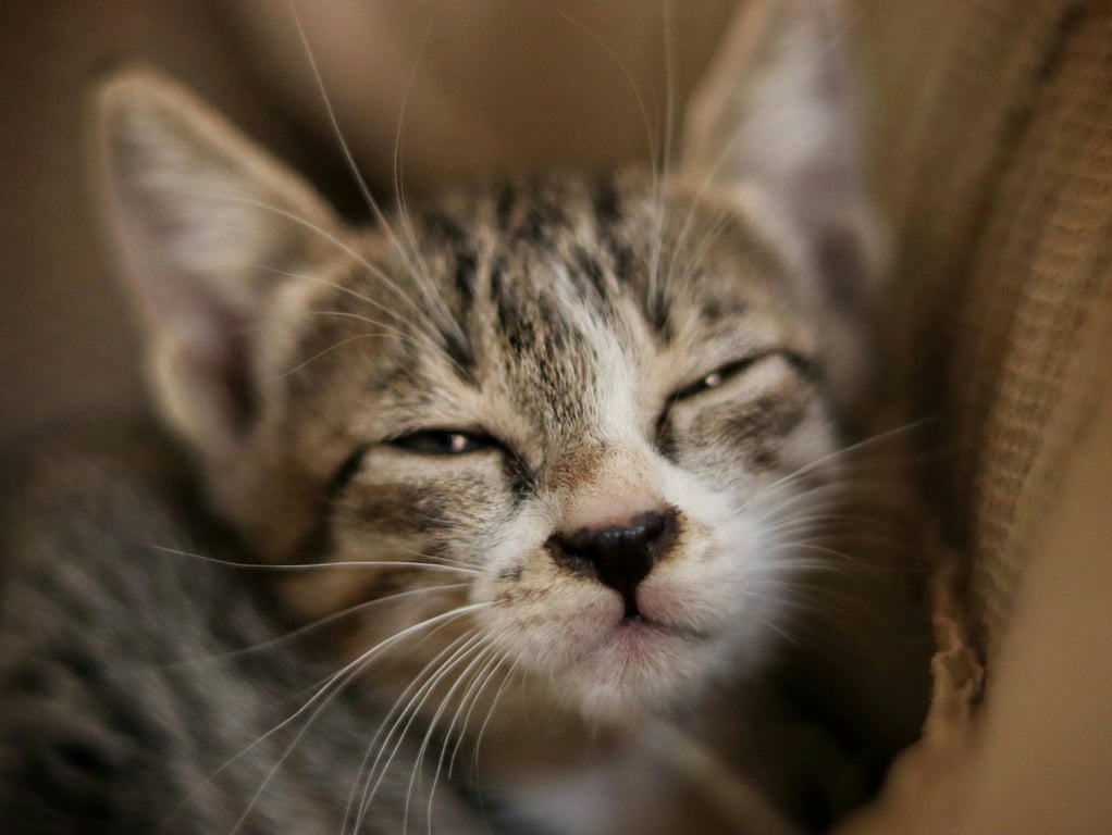 Brat generator before photo - cat looking at the camera