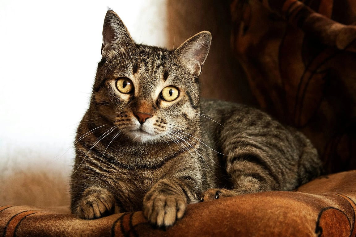 image to emoji converter before - a tabby cat lying down on a blanket