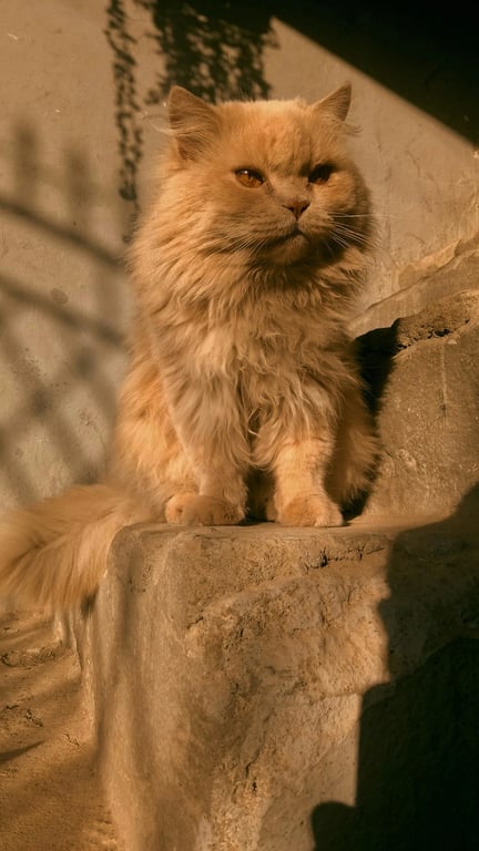 A majestic creature created by blending a cat's head with an eagle's wings and a serpent's tail, set against a mythical landscape, detailed and realistic texture mix.
