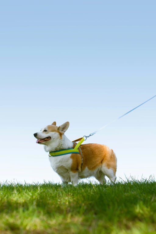 音乐可视化与编辑