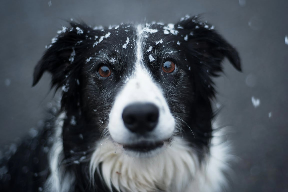 ai pet to human before – a Border Collie dog with snow on its fur