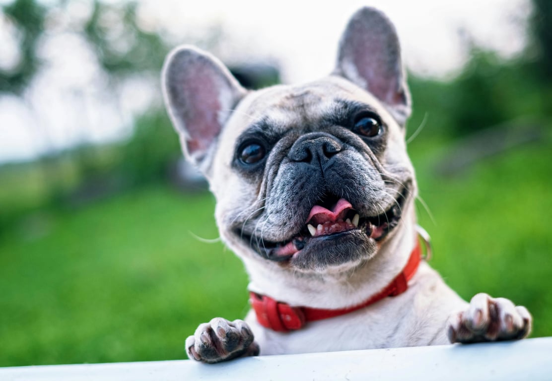 image to emoji converter before - a bulldog wearing a pink harness outdoors