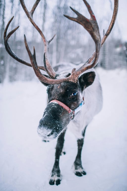 AI Christmas background free before photo - reindeer