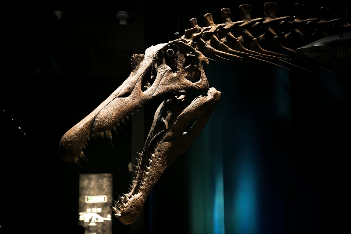 a line drawing of a dinosaur, simple outlines, large areas to color, no shading, clean edges, coloring page style.