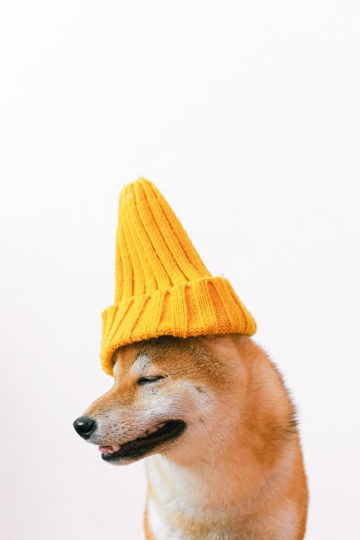 Brat generator before photo - dog with yellow hat