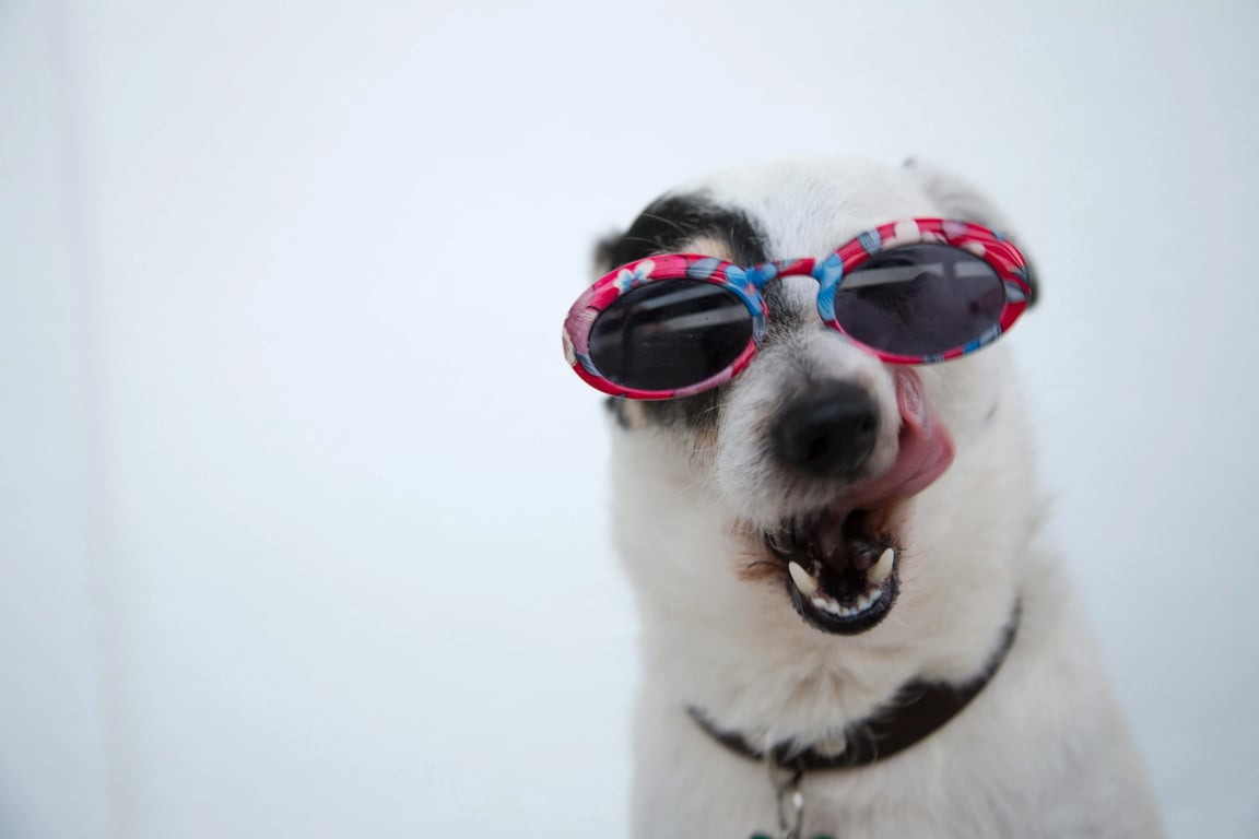 Brat generator before photo - dog wearing sunglasses