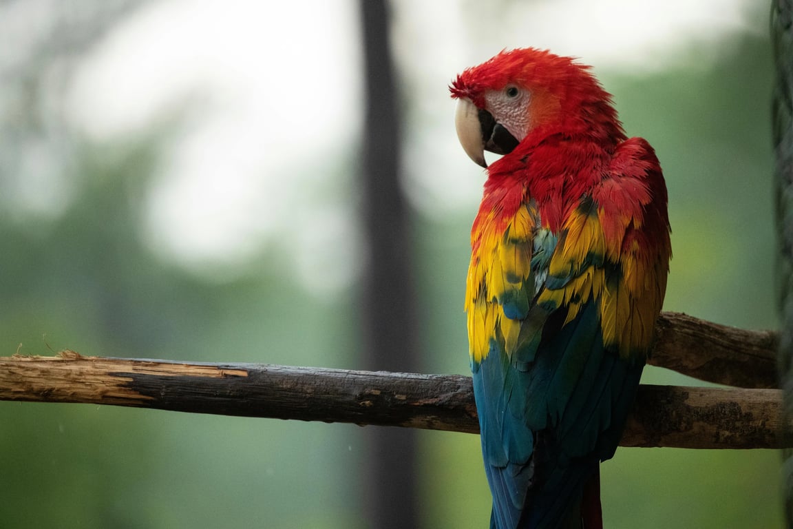 AI pet portrait generator free before pic - parrot portrait