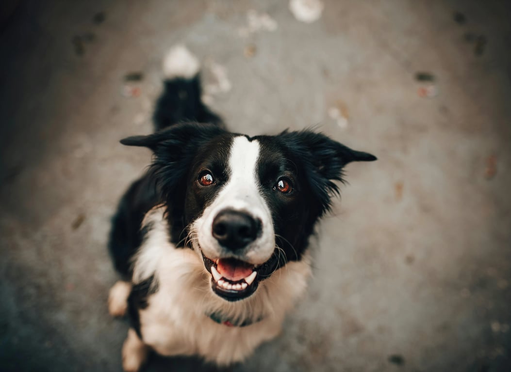 photo to watercolor before pic - cute dog sitting indoors