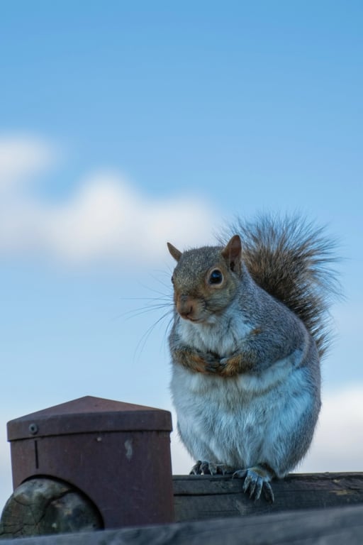 AI remove color from image after photo - squirral standing in blue sky