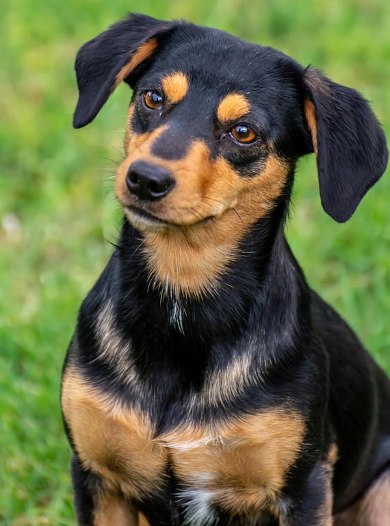 AI remove color from image before photo - dog sitting outdoors