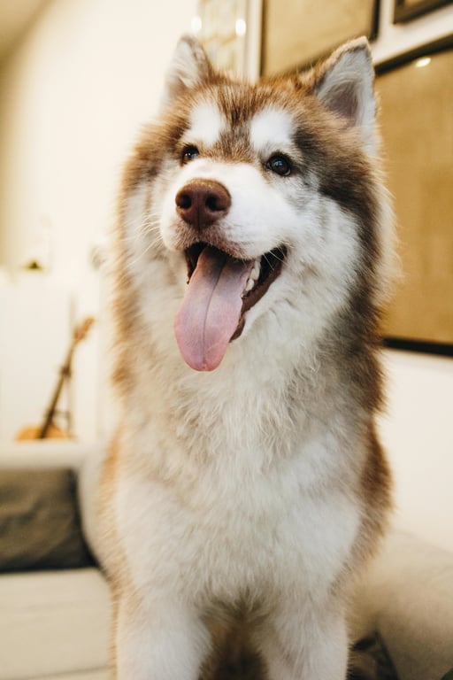 AI photo to cartoon style before pic -  Alaskan Malamute