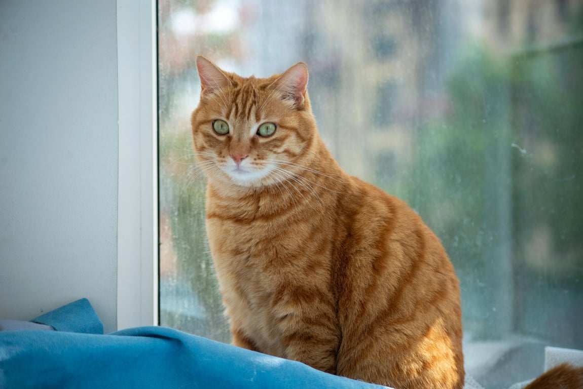 Kaze brat generator online free user case 1