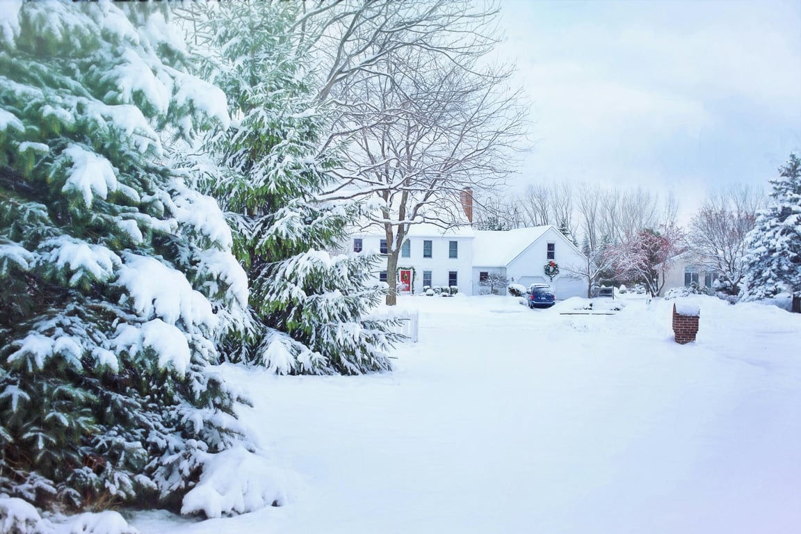 Christmas photo editor before photo - pine trees in snow