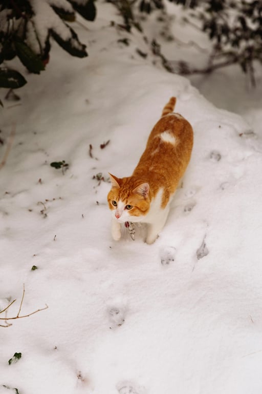 Brat generator before photo - cat standing in the snow