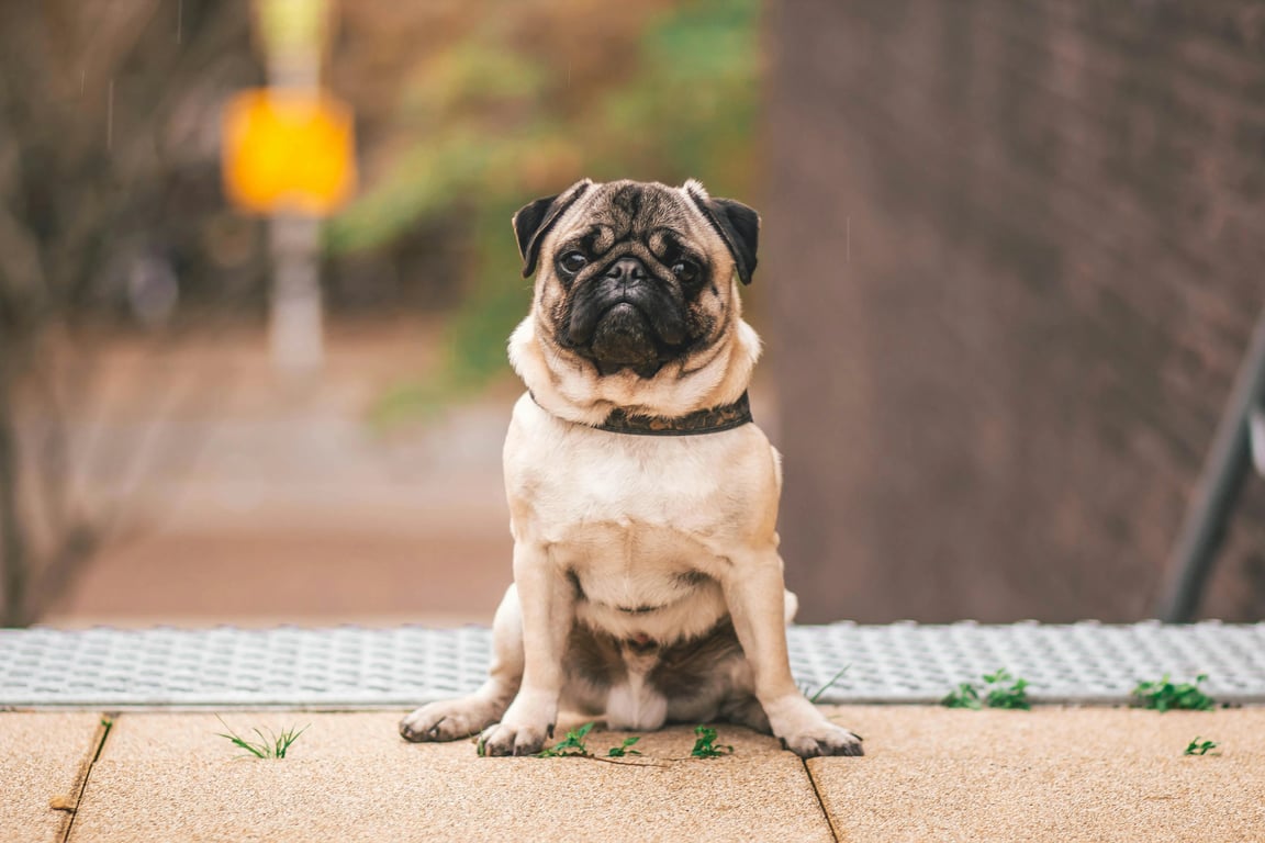 AI pet portrait generator free before pic - pug sitting outdoors