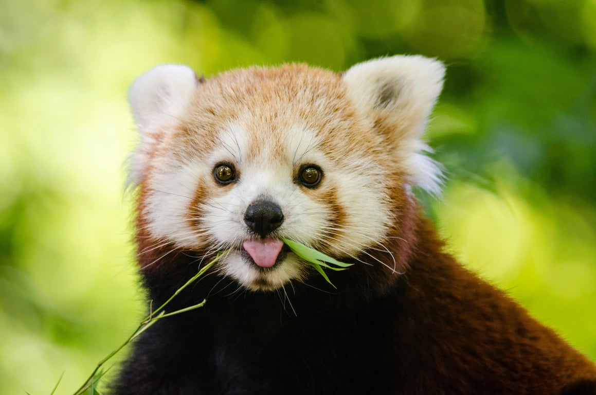 a softly rendered semi-realistic animal hybrid with organic feature integration, consistent anatomy, natural color harmony, gentle lighting, and a design that avoids hard edges, pasted parts, or uncanny realism