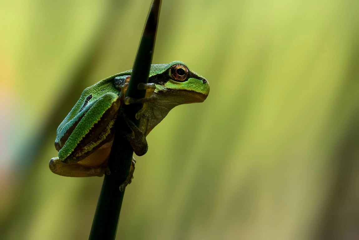 AI remove color from image before photo - green tree frog perched on a black stem with blurred green background