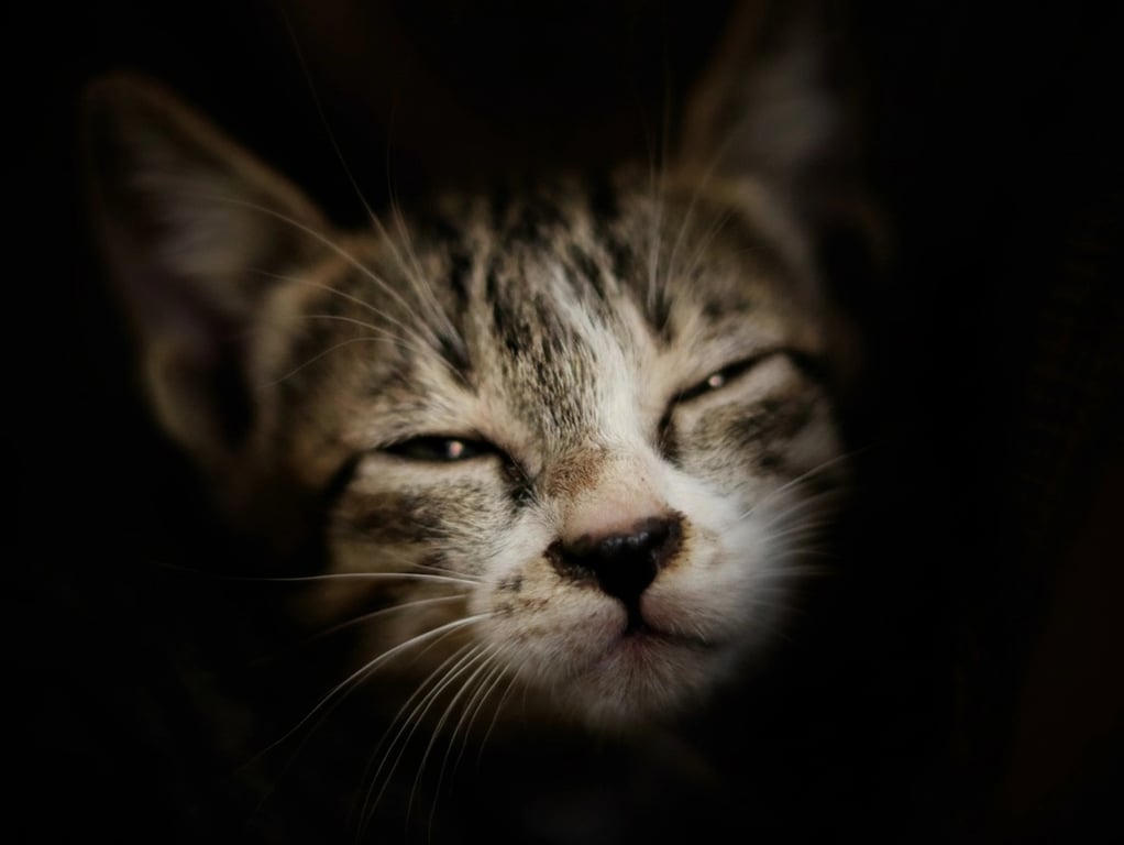 Brat generator after photo - cat looking at the camera with brat style