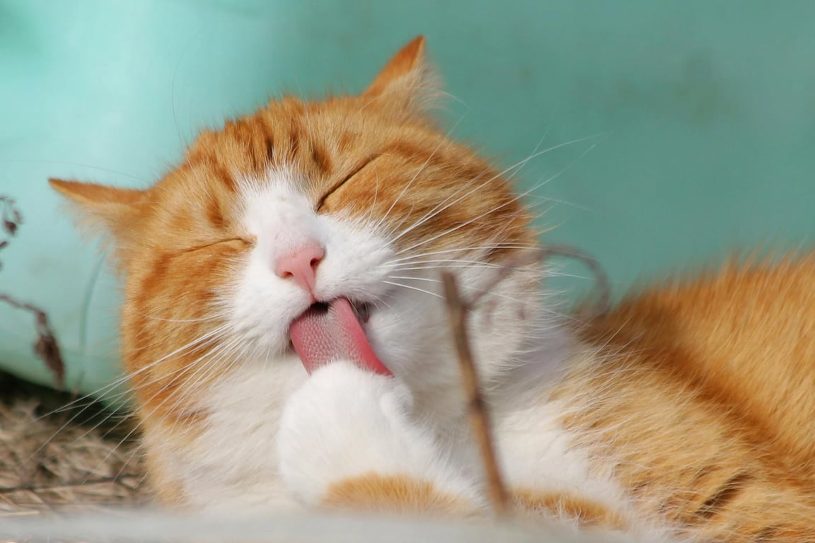ai action figure generator before: a cat lying on the sofa