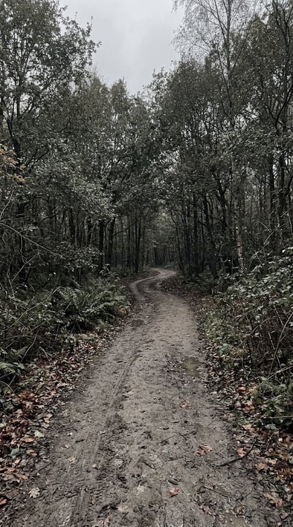 Using this exact forest path c...