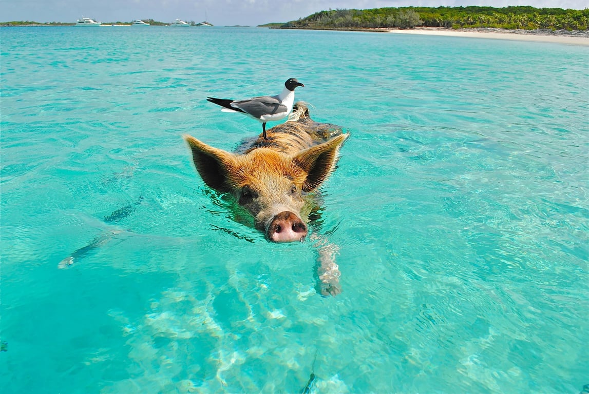 AI photo to cartoon style before pic - pig island