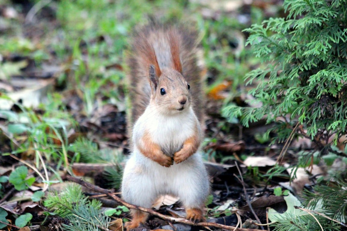 AI photo to cartoon style before pic - red squirrel
