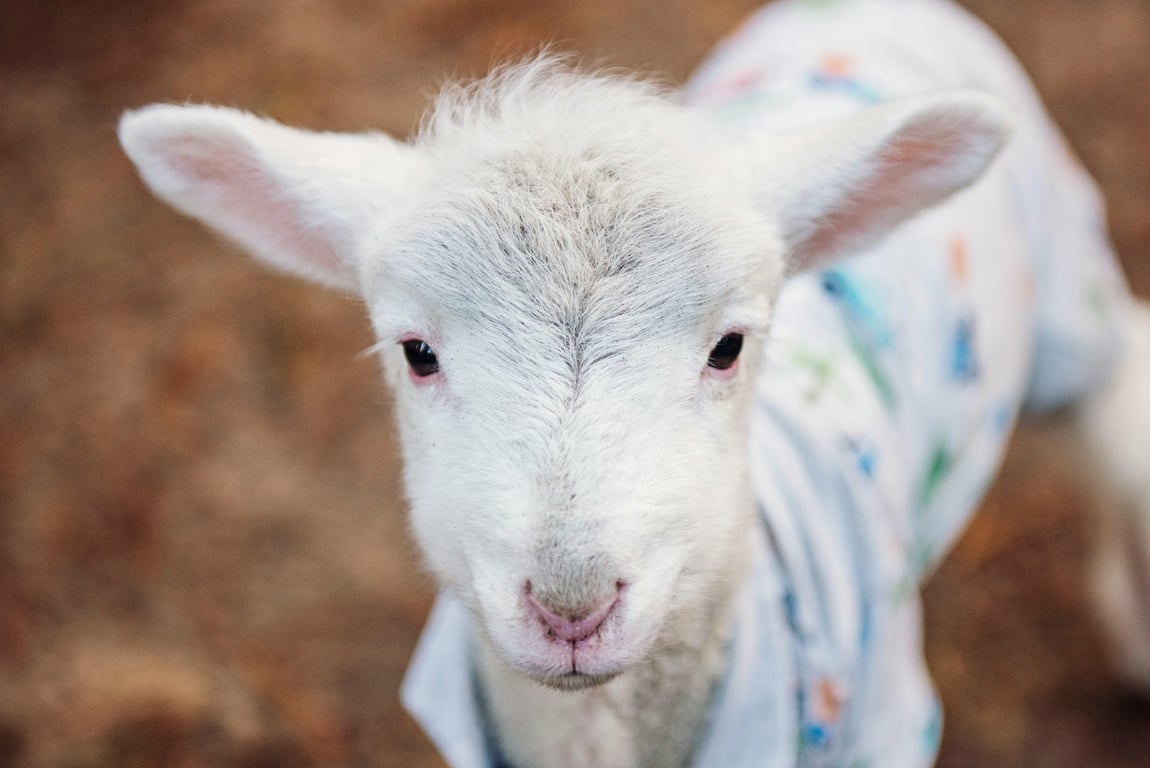 a semi-realistic animal hybrid created as a single coherent organism, with unified anatomy, gradual trait fusion, soft textures, and a calm naturalistic visual tone