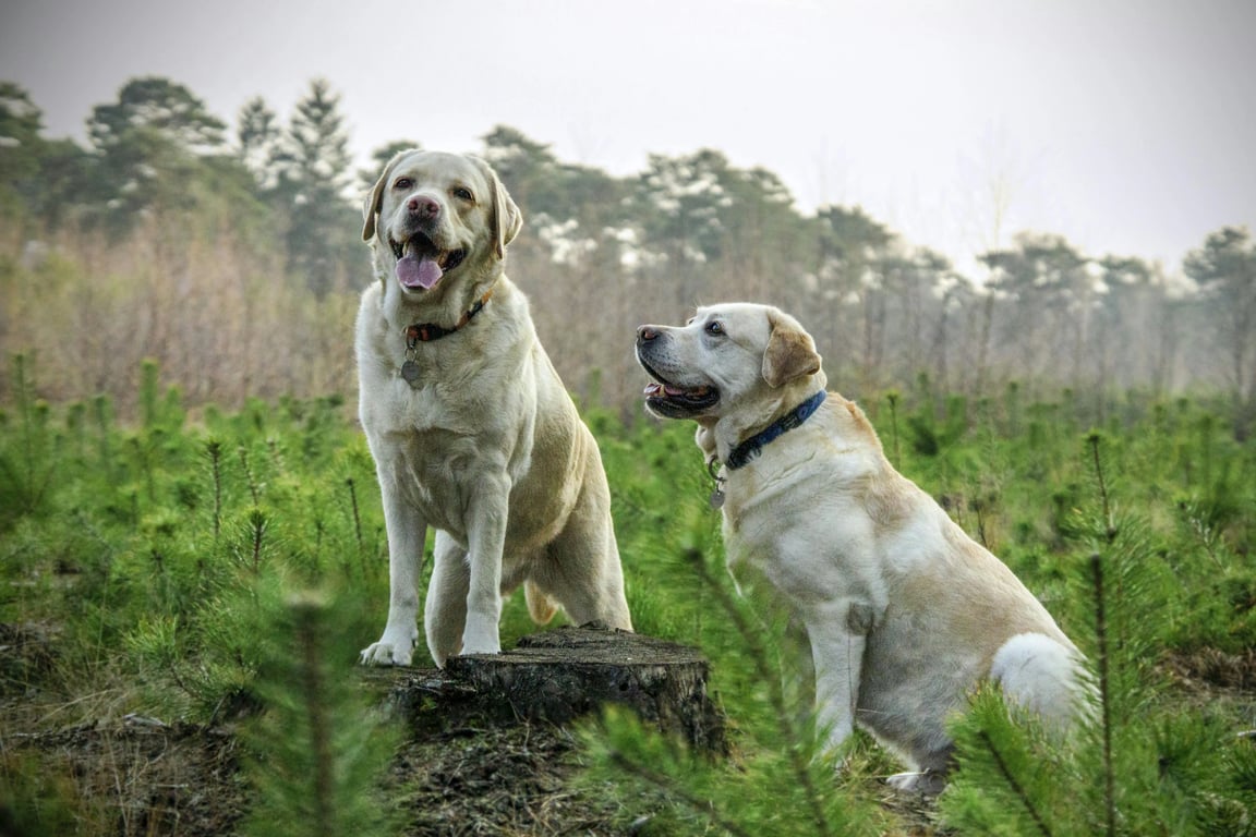 photo to watercolor before pic -two dogs sitting in the field