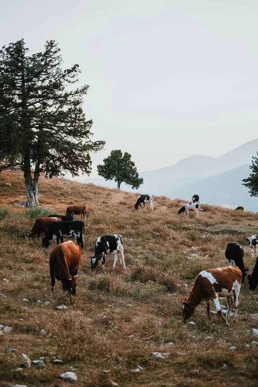 a portrait or image transformed with a soft color tint overlay, gently shifting overall color tone while keeping skin tones recognizable, retaining original contrast, preserving fine details, and blending smoothly with existing lighting