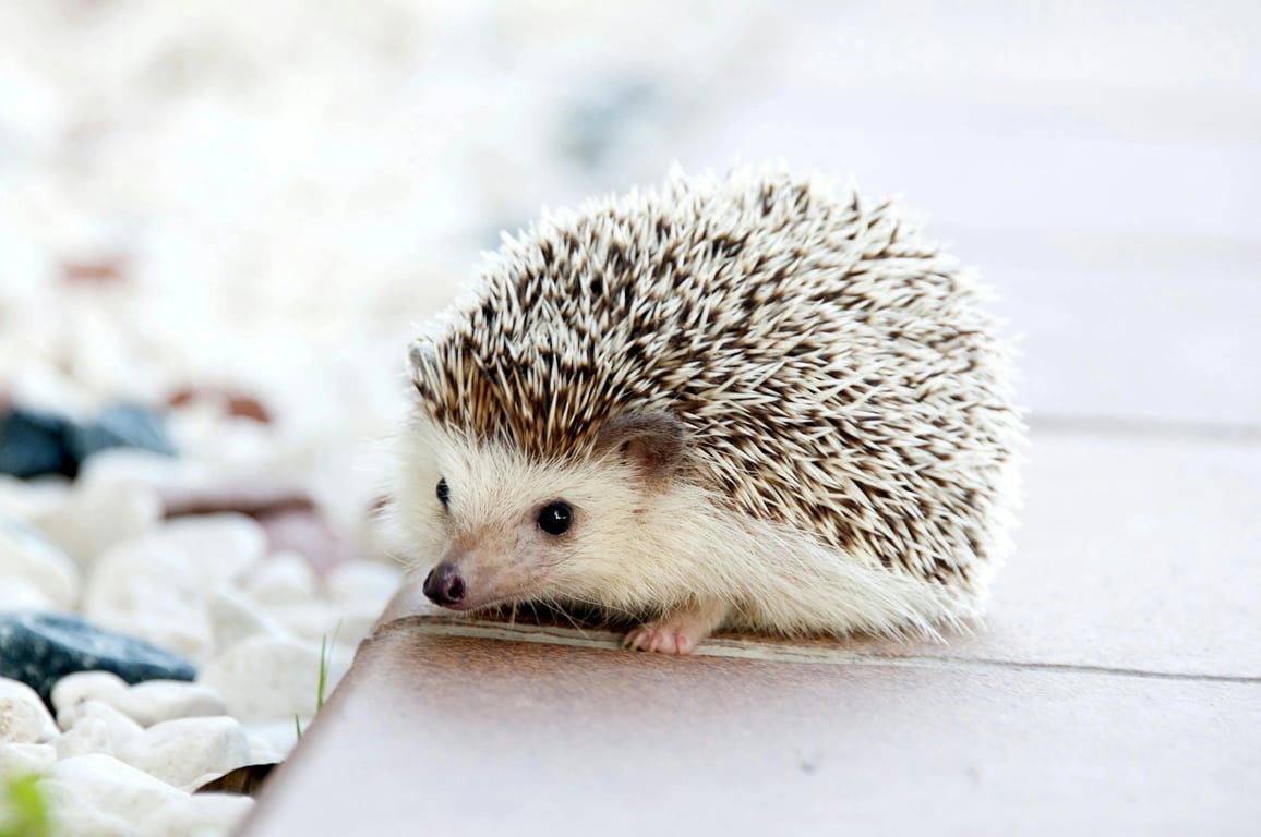 a natural-looking animal hybrid concept inspired by wildlife illustration, emphasizing organic structure, biological plausibility, and smooth visual transitions