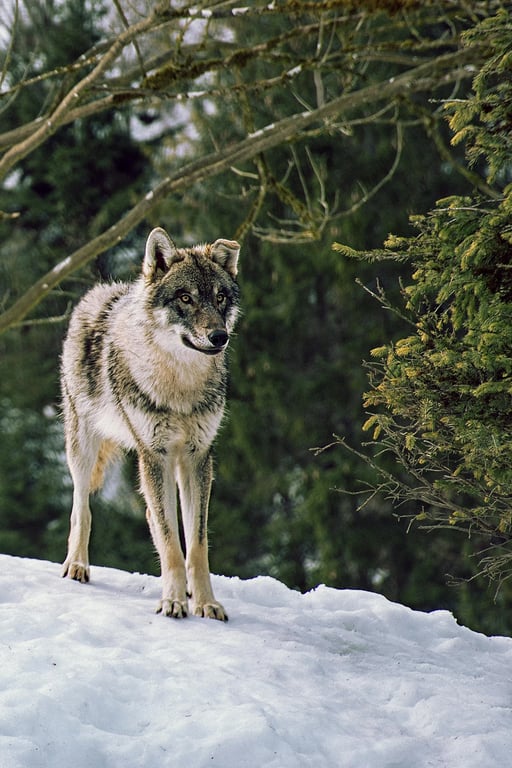 a semi-realistic creature design combining two animals through shared structure and subtle influence rather than visible segmentation