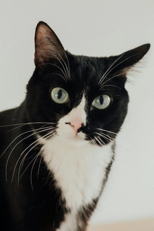 Brat generator before photo - cat standing against white background