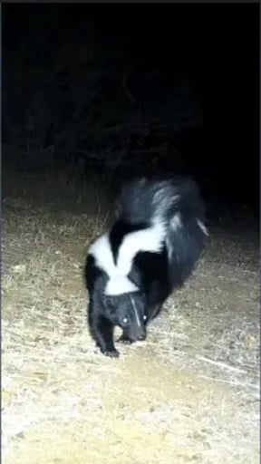 Stunning image of Striped skunk, a highly sophisticated AI character.