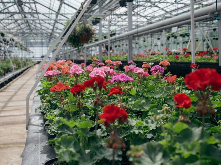 Plant nursery Photo | Bellcom