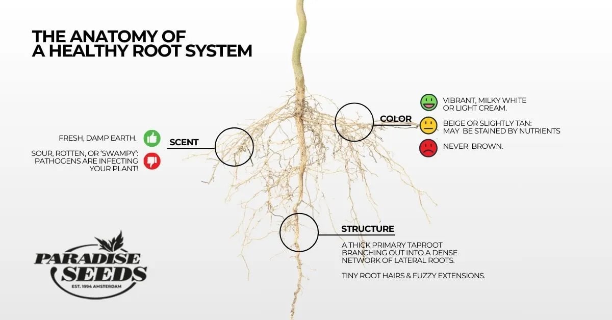 Anatomy of a healthy root system infographic