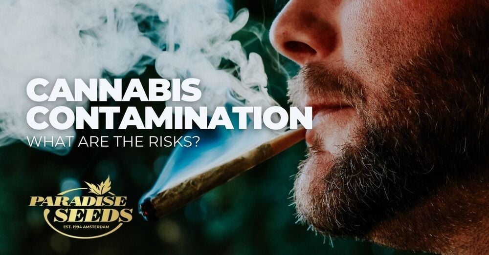 Cannabis microbial health risks article cover