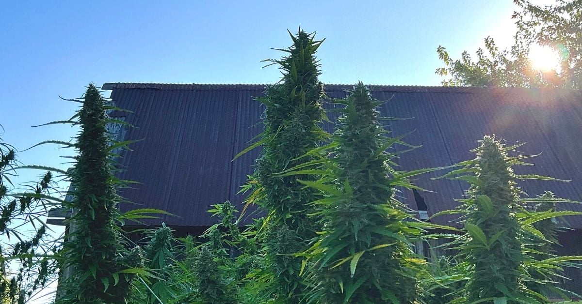 Healthy outdoor cannabis plants