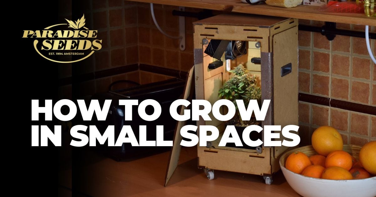 How to grow big buds in small spaces article cover artwork