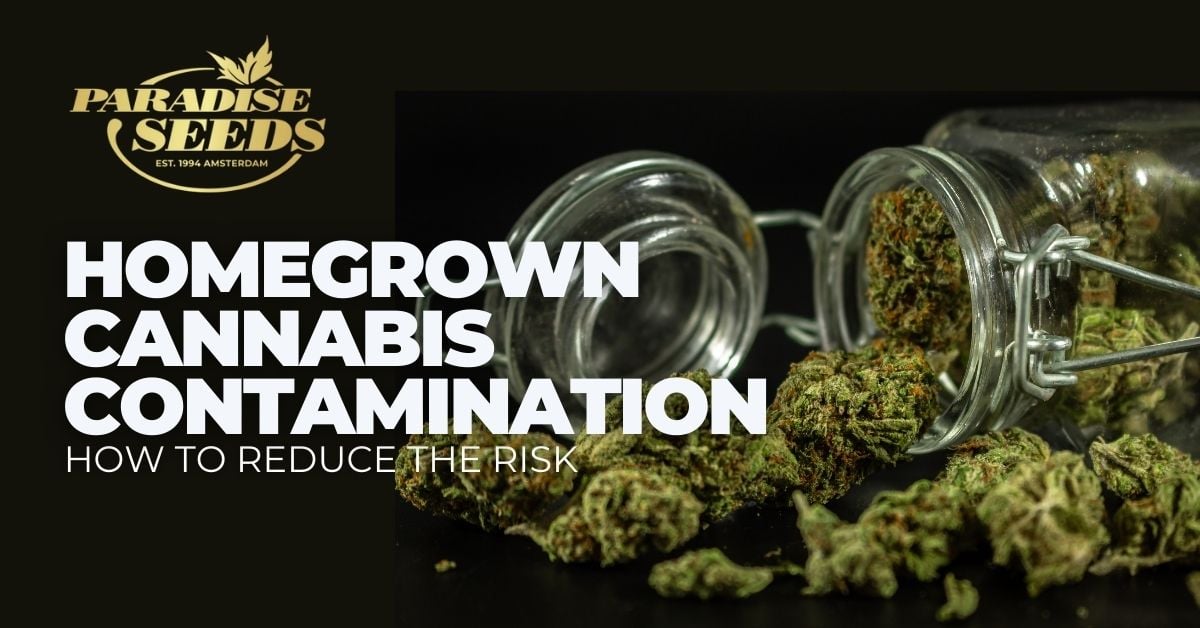 Homegrown cannabis contamination article cover