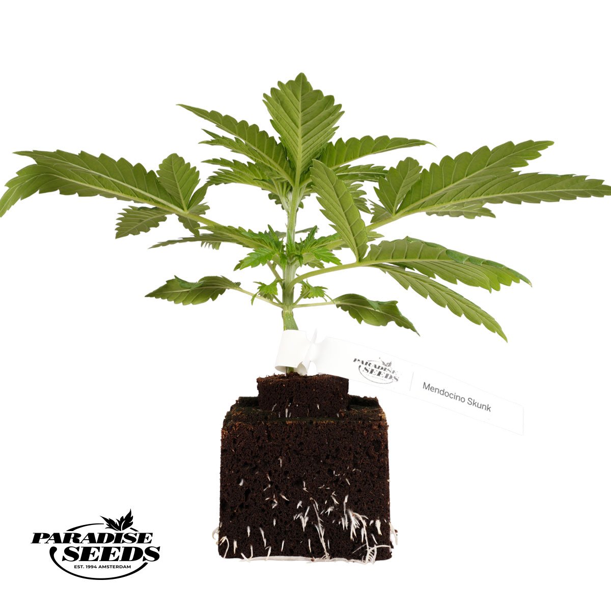 ParadiseSeeds_Mendocino_Skunk_front