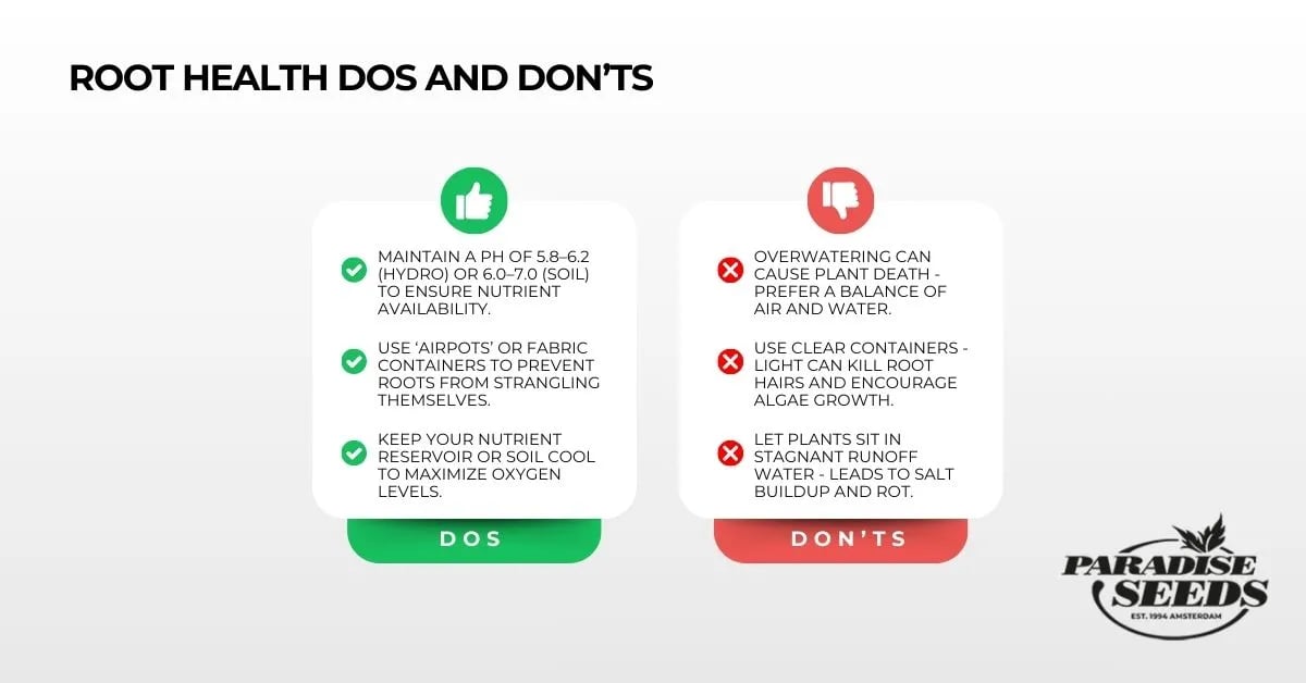 Cannabis root health dos and don'ts