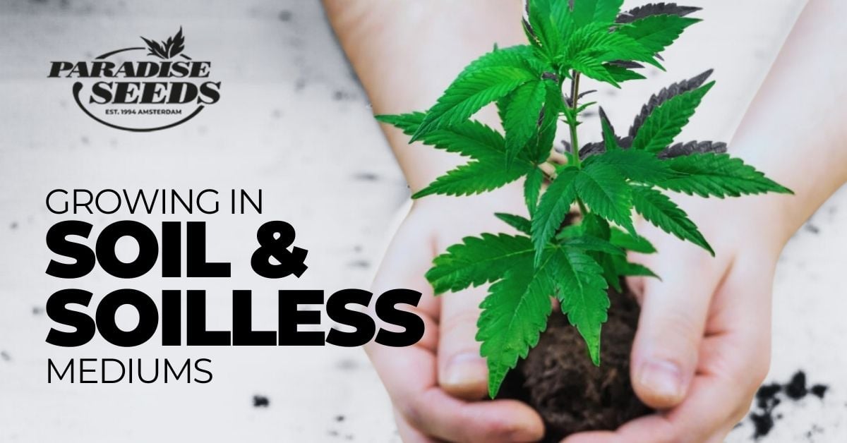 Cannabis soil and soilless medium article cover
