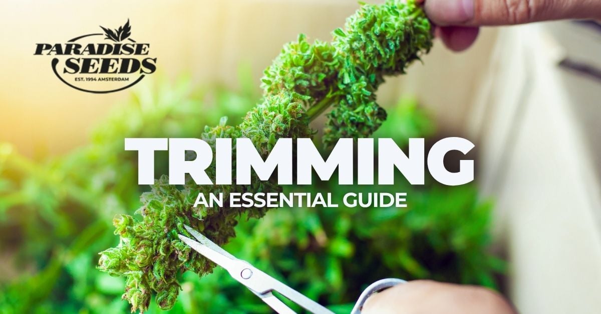 Essential guide to cannabis trimming article artwork