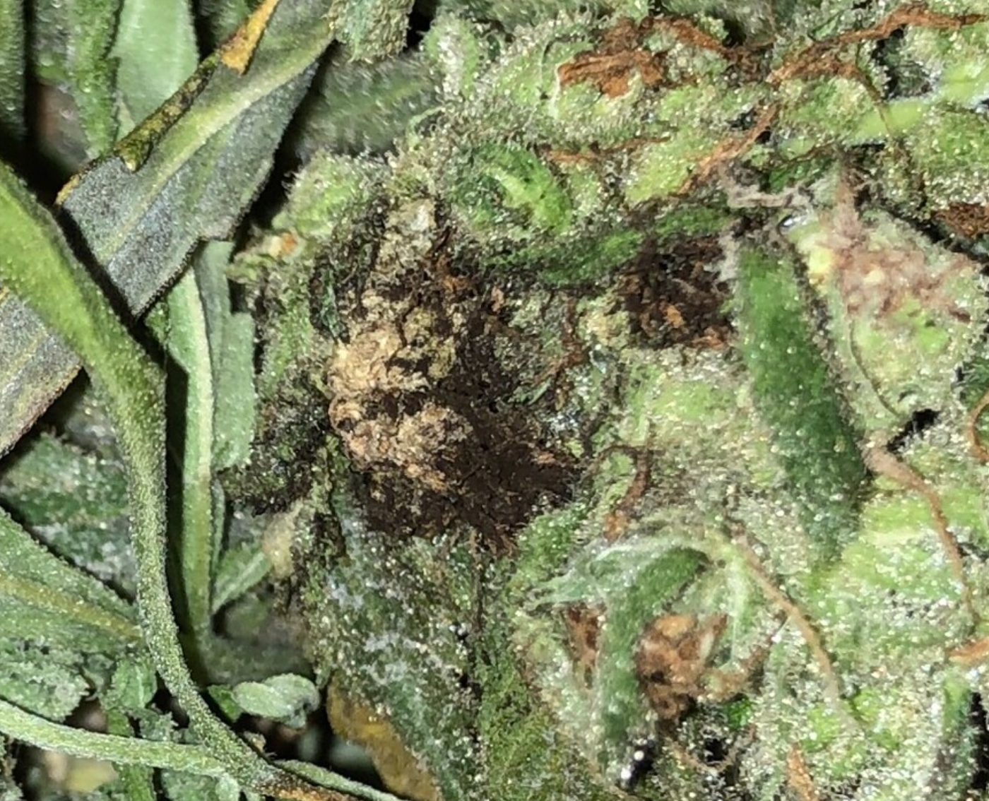 Homegrown cannabis contamination Aspergillus