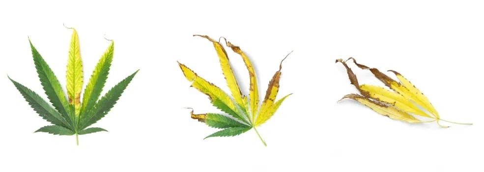 Signs of nutrient lockout in cannabis leaves