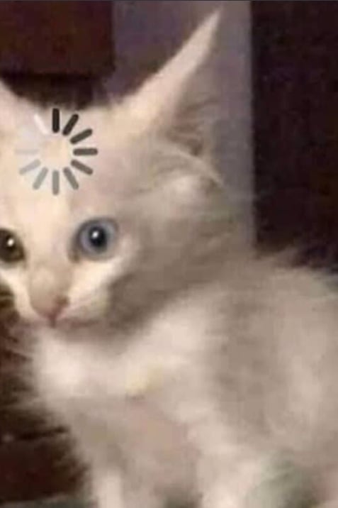 고양이