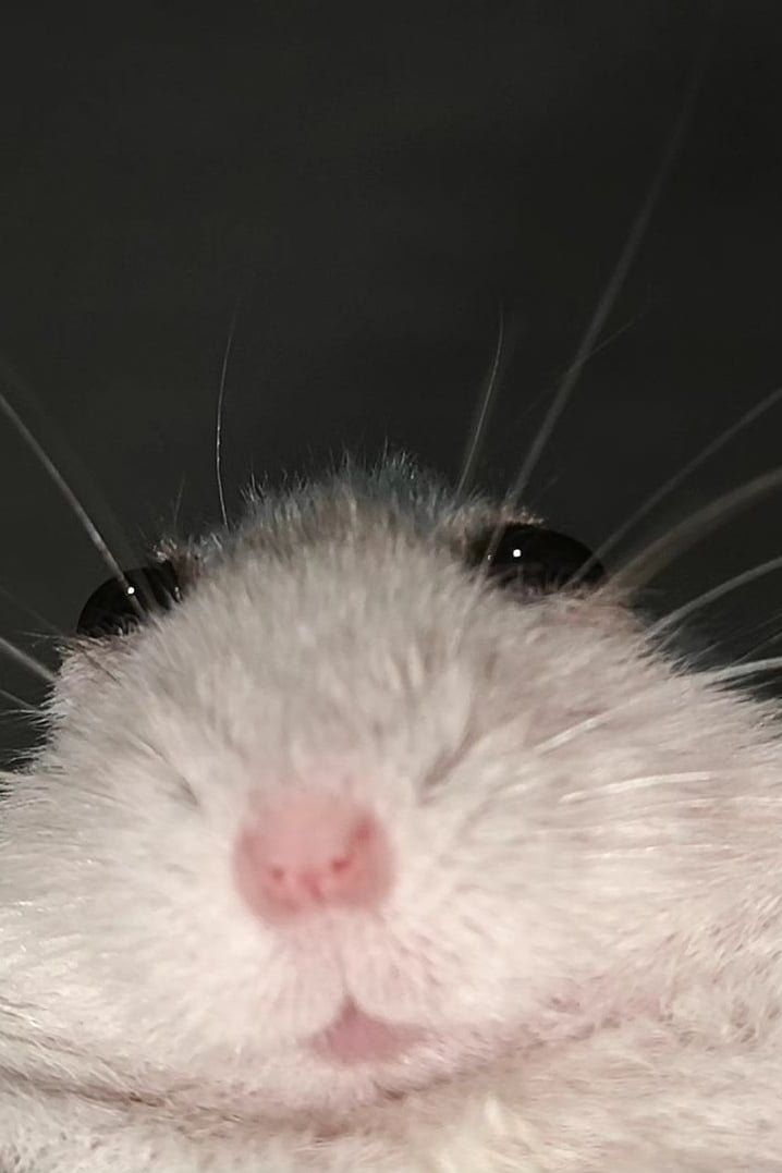 무아햄