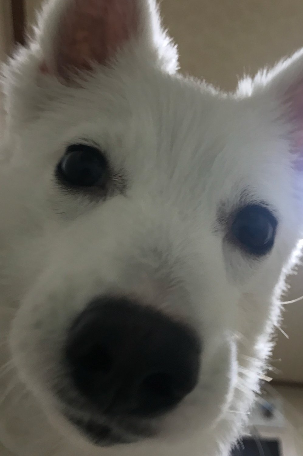 박스피츠