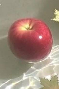 사과